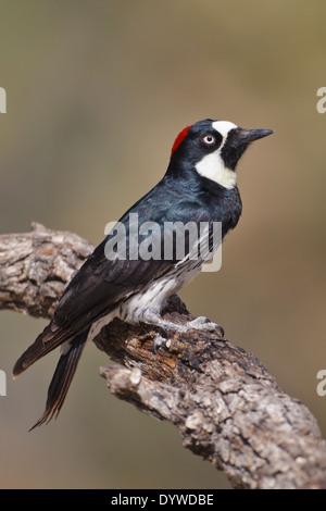 Acorn Woodpecker - Melanerpes formicivorus - Adult female Stock Photo