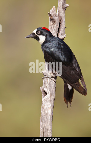 Acorn Woodpecker - Melanerpes formicivorus - Adult female Stock Photo