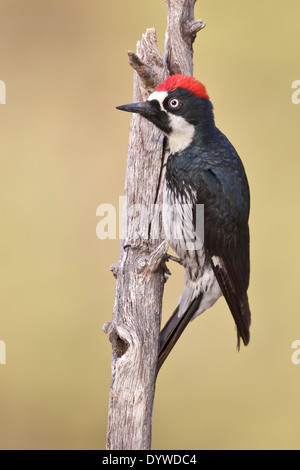 Acorn Woodpecker - Melanerpes formicivorus - Adult male Stock Photo