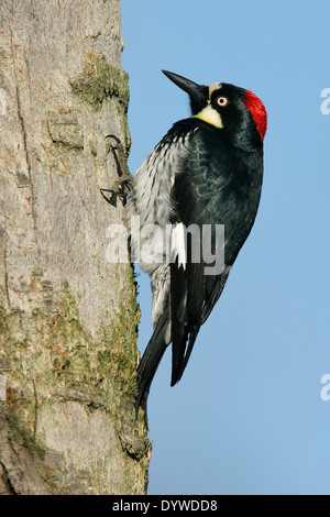 Acorn Woodpecker - Melanerpes formicivorus - Adult female Stock Photo