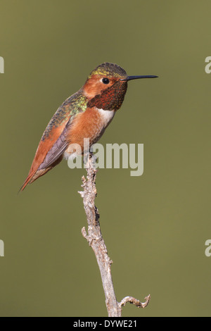 Allen's Hummingbird - Selasphorus sasin - Adult male Stock Photo - Alamy