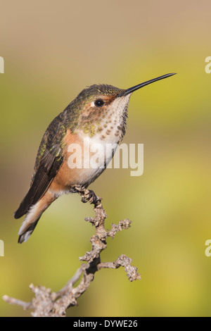 Allen's Hummingbird - Selasphorus sasin - Adult male Stock Photo - Alamy