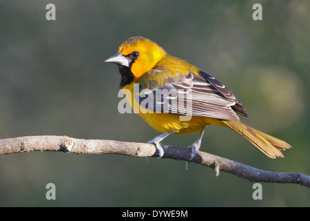 Altamira Oriole - Icterus gularis - Immature Stock Photo