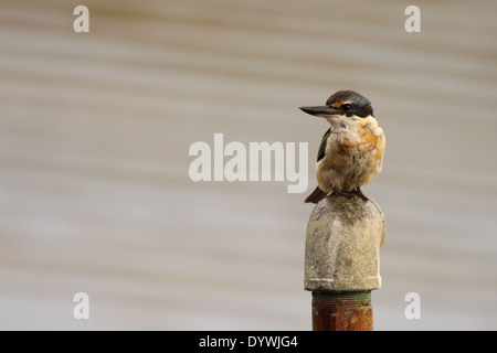 A New Zealand Kingfisher perched in Dunedin Harbor. Stock Photo