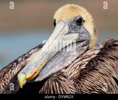 A Brown Pelican rests within a coastal estuary. Stock Photo