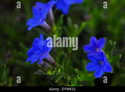 Heavenly Blue flowers Stock Photo