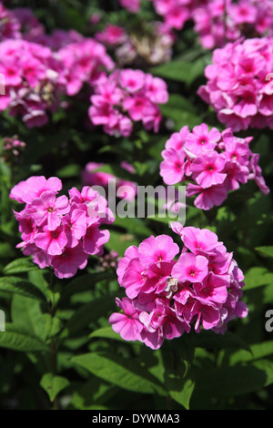 Phlox paniculata 'Eva Cullum' close up of flowers Stock Photo