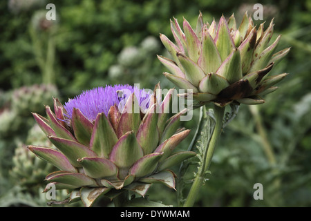 Cynara cardunculus Globe Artichoke plant in flower Stock Photo
