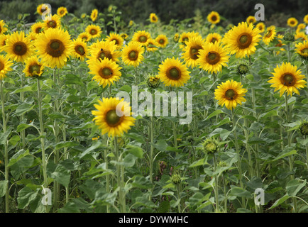 Helianthus annuus Sunflowers growing in bed Stock Photo