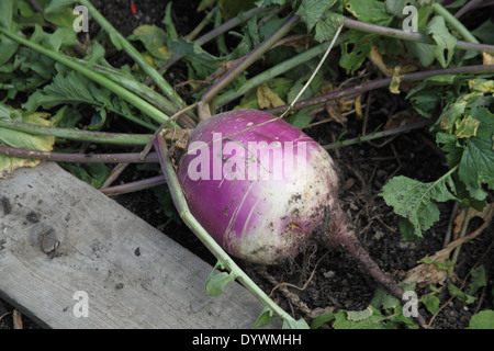 Brassica rapa 'Purple Top Milan' Turnip close up of mature root Stock Photo