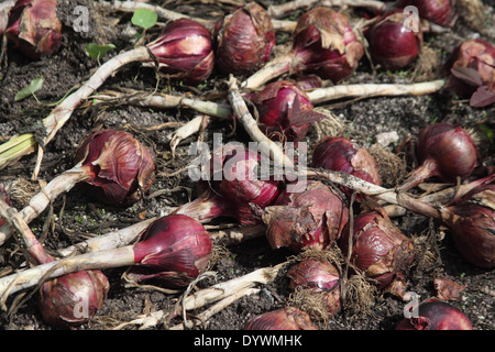 Allium cepa 'Red Electric' Onion close up of mature bulb Stock Photo