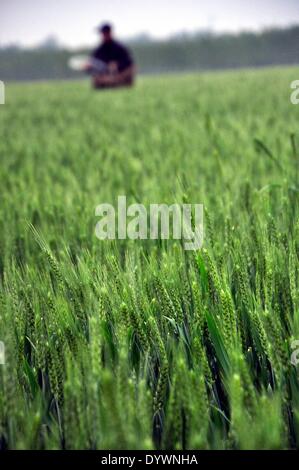 Liaocheng, China's Shandong Province. 26th Apr, 2014. A villager splashes fertilizer into the wheat field after rainfall in Jiazhai Township of Chiping County in Liaocheng City, east China's Shandong Province, April 26, 2014. A rainfall here from April 25 to 26 has alleviated the lingering drought. © Zhao Yuguo/Xinhua/Alamy Live News Stock Photo