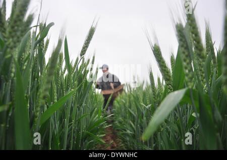 Liaocheng, China's Shandong Province. 26th Apr, 2014. A villager splashes fertilizer into the wheat field after rainfall in Jiazhai Township of Chiping County in Liaocheng City, east China's Shandong Province, April 26, 2014. A rainfall here from April 25 to 26 has alleviated the lingering drought. © Zhao Yuguo/Xinhua/Alamy Live News Stock Photo