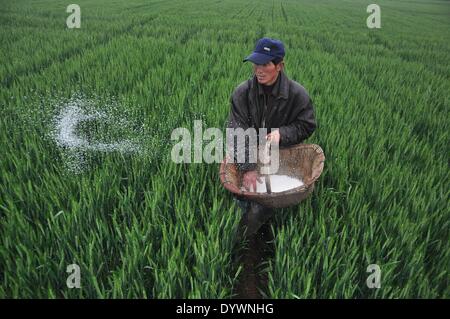 Liaocheng, China's Shandong Province. 26th Apr, 2014. A villager splashes fertilizer into the wheat field after rainfall in Jiazhai Township of Chiping County in Liaocheng City, east China's Shandong Province, April 26, 2014. A rainfall here from April 25 to 26 has alleviated the lingering drought. © Zhao Yuguo/Xinhua/Alamy Live News Stock Photo