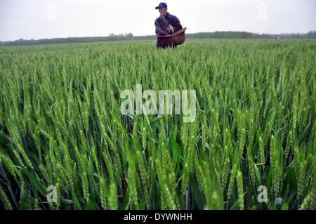 Liaocheng, China's Shandong Province. 26th Apr, 2014. A villager splashes fertilizer into the wheat field after rainfall in Jiazhai Township of Chiping County in Liaocheng City, east China's Shandong Province, April 26, 2014. A rainfall here from April 25 to 26 has alleviated the lingering drought. © Zhao Yuguo/Xinhua/Alamy Live News Stock Photo