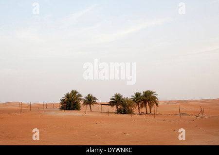 Date Palm trees in the desert near Hameem, in the Western Region of Abu Dhabi, United Arab Emirates. Stock Photo