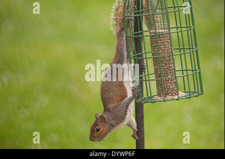 Wimbledon, London, UK. 26th Apr, 2014. A Grey squirrel dominates a bird feeder, chasing Ring Necked Parakeets and Feral Pigeons Credit:  Malcolm Park editorial/Alamy Live News Stock Photo