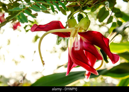 Vegetable Humming Bird Sesban Agasta (Sesbania grandiflora Desv. in science name or Dok Kae in Thai) Stock Photo