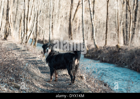 A dog looking back on a trail next to a river in the woods with sun coming through the branches. The dog is black white Stock Photo