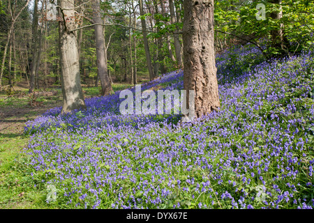 Carpet of Bluebells in the woods Stock Photo