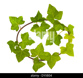 Ivy leaves isolated on white Stock Photo