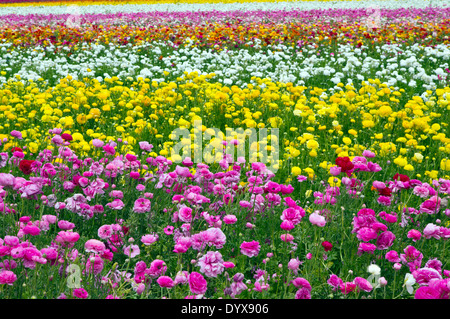 A Riot of Color, Ranunculus at the Carlsbad Flower Fields in