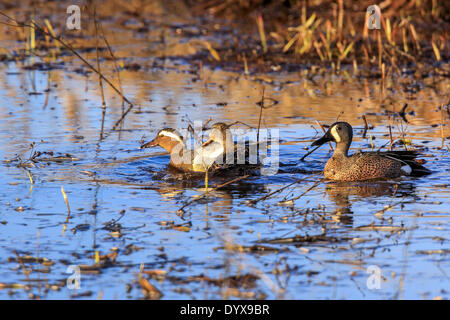 Grantsburg, Wisconsin, USA. 26th Apr, 2014. A male Garganey (left) is chased by a hen Blue-winged teal at Crex Meadows State Wildlife Area near Grantsburg, Wisconsin. Garganey are native to Asia and Europe and are extremely rare visitors to North America. This is the first reported instance of the species in Wisconsin. © Keith R. Crowley/ZUMA Wire/ZUMAPRESS.com/Alamy Live News Stock Photo