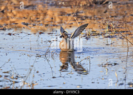 Grantsburg, Wisconsin, USA. 26th Apr, 2014. A drake Garganey stretches it's wings at Crex Meadows State Wildlife Area near Grantsburg, Wisconsin. Garganey are native to Asia and Europe and are extremely rare visitors to North America. This is the first reported instance of the species in Wisconsin. © Keith R. Crowley/ZUMA Wire/ZUMAPRESS.com/Alamy Live News Stock Photo