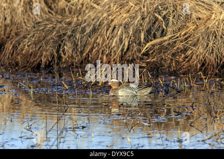 Grantsburg, Wisconsin, USA. 26th Apr, 2014. A male Garganey swims in a marsh at Crex Meadows State Wildlife Area near Grantsburg, Wisconsin. Garganey are native to Asia and Europe and are extremely rare visitors to North America. This is the first reported instance of the species in Wisconsin. © Keith R. Crowley/ZUMA Wire/ZUMAPRESS.com/Alamy Live News Stock Photo