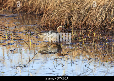 Grantsburg, Wisconsin, USA. 26th Apr, 2014. A male Garganey stands in a marsh at Crex Meadows State Wildlife Area near Grantsburg, Wisconsin. Garganey are native to Asia and Europe and are extremely rare visitors to North America. This is the first reported instance of the species in Wisconsin. © Keith R. Crowley/ZUMA Wire/ZUMAPRESS.com/Alamy Live News Stock Photo