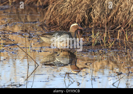 Grantsburg, Wisconsin, USA. 26th Apr, 2014. A male Garganey stands in a marsh at Crex Meadows State Wildlife Area near Grantsburg, Wisconsin. Garganey are native to Asia and Europe and are extremely rare visitors to North America. This is the first reported instance of the species in Wisconsin. © Keith R. Crowley/ZUMA Wire/ZUMAPRESS.com/Alamy Live News Stock Photo