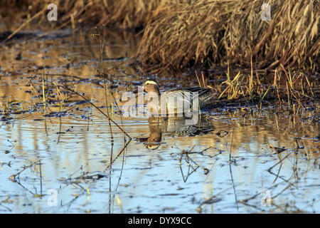 Grantsburg, Wisconsin, USA. 26th Apr, 2014. A male Garganey swims in a marsh at Crex Meadows State Wildlife Area near Grantsburg, Wisconsin. Garganey are native to Asia and Europe and are extremely rare visitors to North America. This is the first reported instance of the species in Wisconsin. © Keith R. Crowley/ZUMA Wire/ZUMAPRESS.com/Alamy Live News Stock Photo