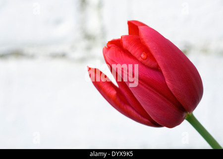 Tulipa 'Red Impression' against an old brick wall. Darwin hybrid. Stock Photo