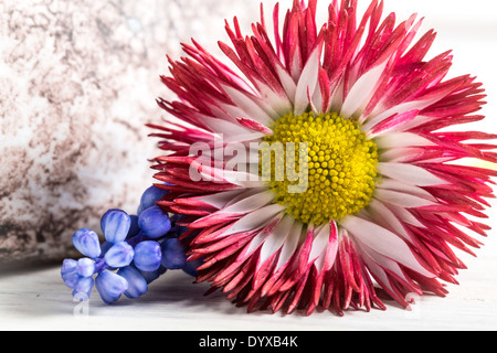 Closeup of white and red daisy flower Stock Photo
