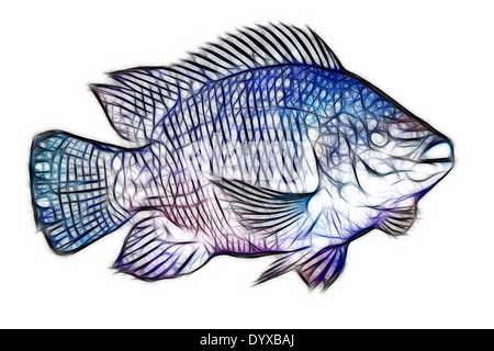 A digital illustration of a fish rendered in a wireframe or sketch-like style, featuring intersecting black lines forming a mesh pattern over the body. The fish is depicted in profile, facing right Stock Photo