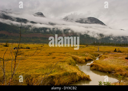 view across bight yellow swamp grass with stream though to forest covered mountains with dramatic low hanging misty clouds Stock Photo