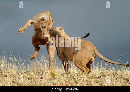 Playful young African lions (Panthera leo), Kalahari desert, South Africa