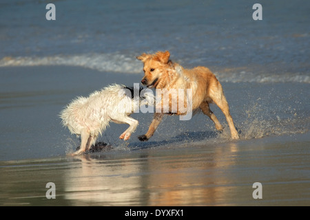 Two dog running and playing on the beach Stock Photo