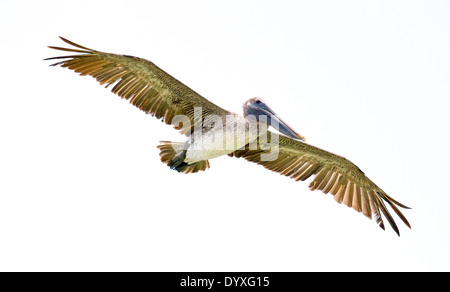 Pelican at Boca Grande Beach, FL, USA Stock Photo