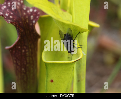 Sarracenia spp Pitcher plant about to catch fly Stock Photo