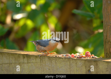 Nuthatch feeding in Devon Stock Photo