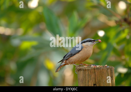 Nuthatch feeding in Devon Stock Photo