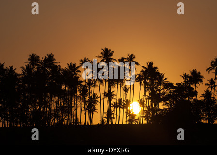 Northeast Brazil. Golden sun setting behind palm trees. Stock Photo