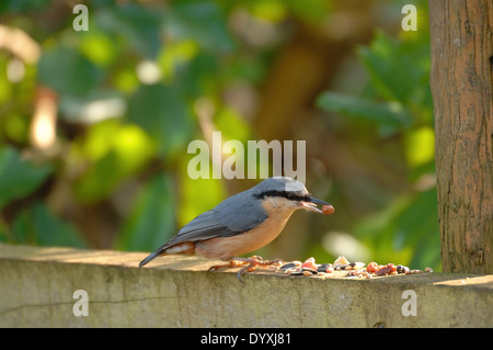 Nuthatch feeding in Devon Stock Photo