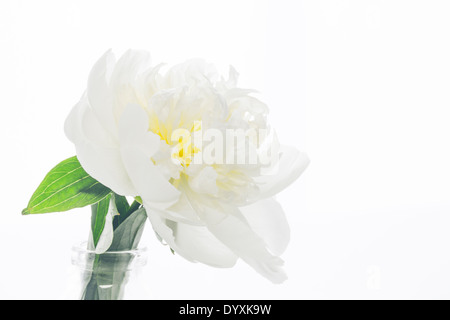 casabella loop brush with soap endorsed by rachael ray Stock Photo - Alamy