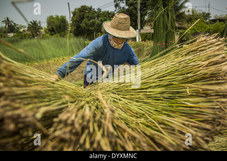 April 25, 2014 - Mae Chan, Chiang Rai, Thailand - A worker spreads out papyrus reeds to dry before they are woven in mats in Mae Chan, Chiang Rai province, Thailand. Families in Chiang Rai province still make woven reed mats by hand. The mats are used around the house as an impromptu table, and farmers as something to spread out on the ground during lunch, like a picnic blanket. Some families use them as mattresses to sleep on. They cost anywhere from 15Baht (.50Â¢ US) to 150Baht ($5.00 US) depending on size. (Credit Image: © Jack Kurtz/ZUMAPRESS.com) Stock Photo