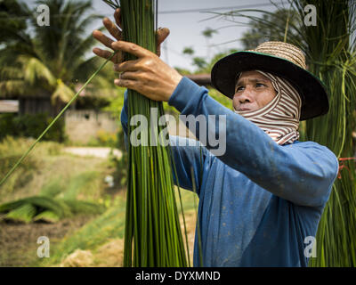 April 25, 2014 - Mae Chan, Chiang Rai, Thailand - A worker bundles fresh cut papyrus reeds before they are woven in mats in Mae Chan, Chiang Rai province, Thailand. Families in Chiang Rai province still make woven reed mats by hand. The mats are used around the house as an impromptu table, and farmers as something to spread out on the ground during lunch, like a picnic blanket. Some families use them as mattresses to sleep on. They cost anywhere from 15Baht (.50Â¢ US) to 150Baht ($5.00 US) depending on size. (Credit Image: © Jack Kurtz/ZUMAPRESS.com) Stock Photo