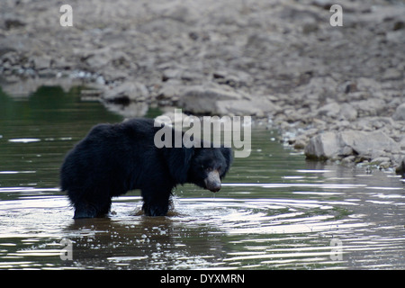 Sloth Bear (Melursus ursinus) standing in water, water dripping from his mouth. Stock Photo