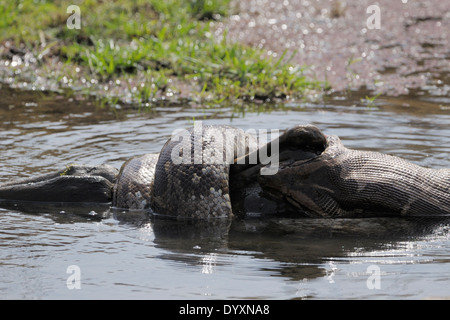 Python (Python molurus) eating a spotted deer (Axis axis) calf in water. Stock Photo