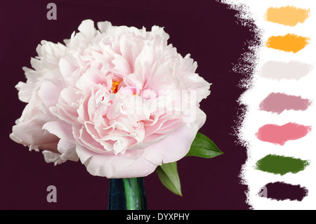 Beautiful pale pink peony flowers in a blue cristal vase , color palette